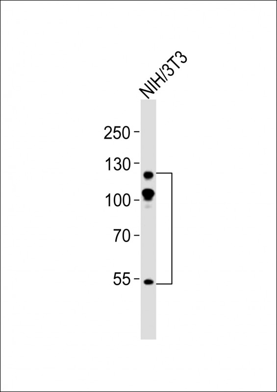 Anti-ABL2 Antibody at  1:500 dilution + NIH/3T3 whole cell lysatesLysates/proteins at 20 ?g per lane. SecondaryGoat Anti-mouse IgG,  (H+L), Peroxidase conjugated at 1/10000 dilutionPredicted band size : 128 kDaBlocking/Dilution buffer: 5% NFDM/TBST.