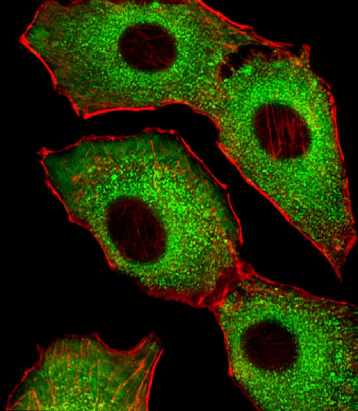Fluorescent image of A549 cells stained with CDK5 Antibody (C-term)(Cat#AP20867c). AP20867c was diluted at 1:25 dilution.  An Alexa Fluor 488-conjugated goat anti-rabbit lgG at 1:400 dilution was used as the secondary antibody (green).  Cytoplasmic actin was counterstained with Alexa Fluor� 555 conjugated with Phalloidin (red).