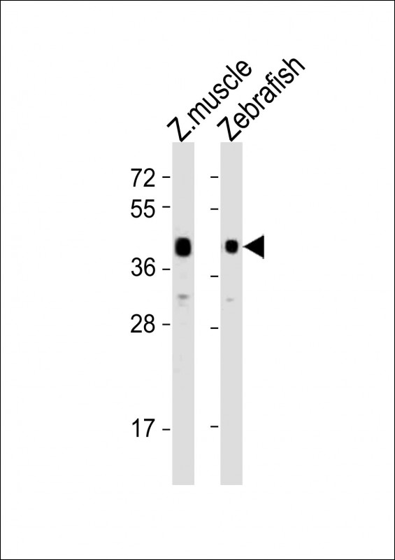 All lanes : Anti-adra2db Antibody (C-Term) at 1:4000 dilutionLane 1: zebrafish muscle lysatesLane 2: Zebrafish lysatesLysates/proteins at 20 �g per lane. SecondaryGoat Anti-Rabbit IgG,  (H+L), Peroxidase conjugated at 1/10000 dilutionPredicted band size : 47 kDaBlocking/Dilution buffer: 5% NFDM/TBST.