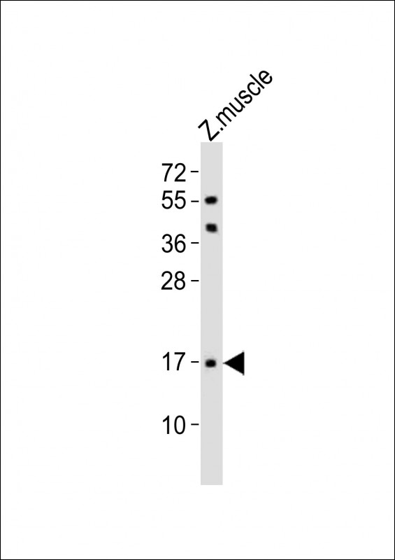 Anti-(DANRE) Eva1a Antibody (Center) at 1:1000 dilution + zebrafish muscle lysatesLysates/proteins at 20 �g per lane. SecondaryGoat Anti-Rabbit IgG,  (H+L), Peroxidase conjugated at 1/10000 dilutionPredicted band size : 17 kDaBlocking/Dilution buffer: 5% NFDM/TBST.