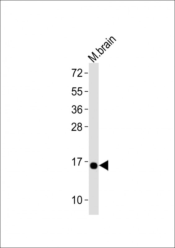 WB - (DANRE) cisd2 Antibody (C-Term) AP21176a