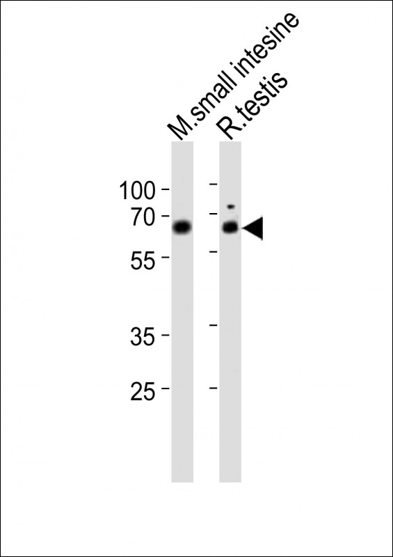 WB - Mouse Nr5a2 Antibody (Center) AP21181c