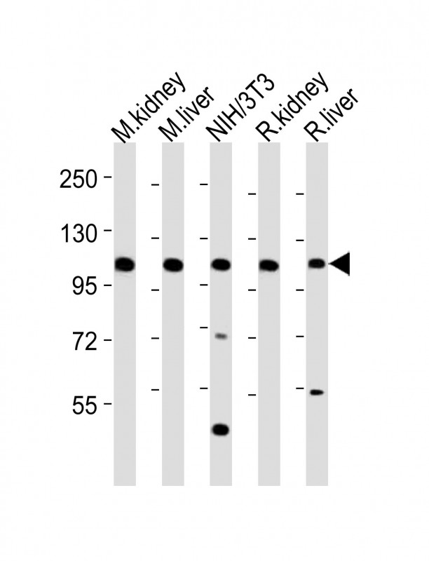 All lanes : Anti-Mertk Antibody (C-term) at  1:2000 dilutionLane 1: mouse kidney lysatesLane 2: mouse liver lysatesLane 3: NIH/3T3 whole cell lysatesLane 4: rat kidney lysatesLane 5: rat liver lysatesLysates/proteins at 20 �g per lane. SecondaryGoat Anti-Rabbit IgG,  (H+L), Peroxidase conjugated at 1/10000 dilutionPredicted band size : 110 kDaBlocking/Dilution buffer: 5% NFDM/TBST.