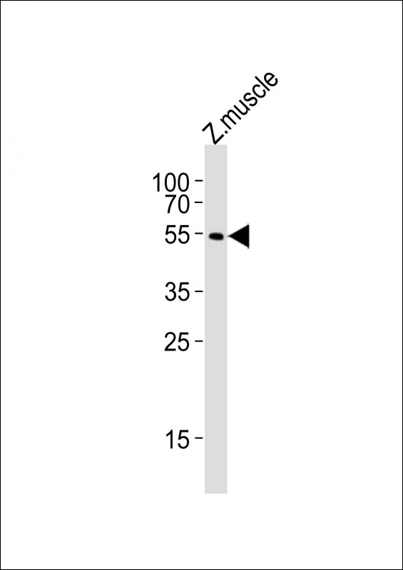 Anti-(DANRE) adra2a Antibody (Center) at  1:2000 dilution + zebrafish muscle lysatesLysates/proteins at 20 �g per lane. SecondaryGoat Anti-Rabbit IgG,  (H+L), Peroxidase conjugated at 1/10000 dilutionPredicted band size : 44 kDaBlocking/Dilution buffer: 5% NFDM/TBST.