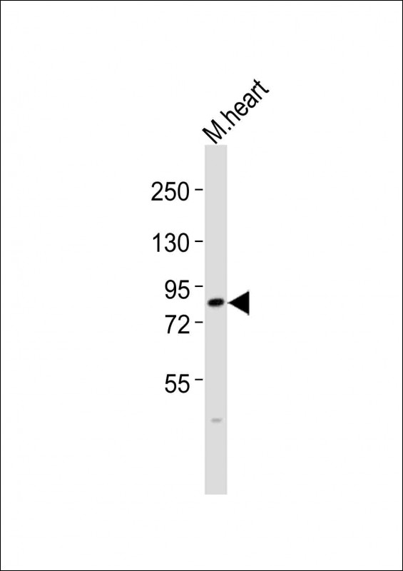 WB - Mouse Mylk3 Antibody (N-term) AP13923A