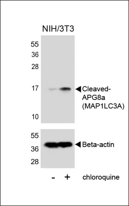 WB - Cleaved LC3A Antibody AP1805a
