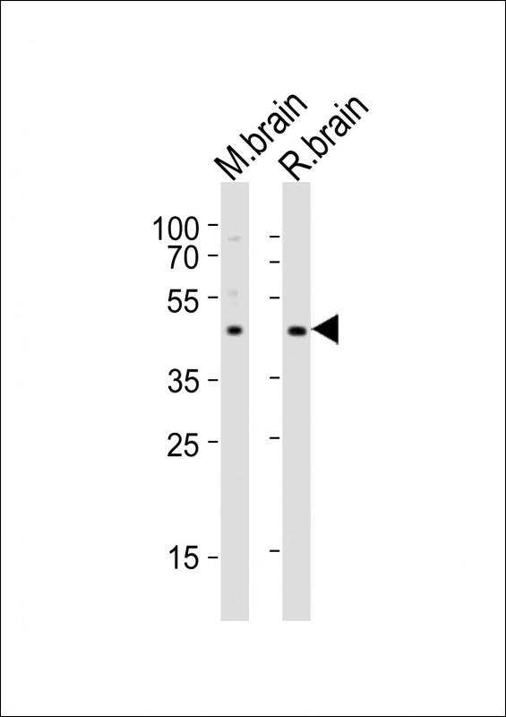 All lanes : Anti-NPY2R Antibody (N-term) at 1:2000 dilutionLane 1: mouse brain lysatesLane 2: rat brain lysatesLysates/proteins at 20 �g per lane. SecondaryGoat Anti-Rabbit IgG,  (H+L), Peroxidase conjugated at 1/10000 dilutionPredicted band size : 43 kDaBlocking/Dilution buffer: 5% NFDM/TBST.