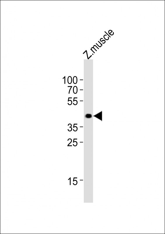 Anti-opn1mw2 Antibody (Center)at  1:4000 dilution + Zebrafish muscle lysatesLysates/proteins at 20 �g per lane. SecondaryGoat Anti-Rabbit IgG,  (H+L), Peroxidase conjugated at 1/10000 dilutionPredicted band size : 39 kDaBlocking/Dilution buffer: 5% NFDM/TBST.