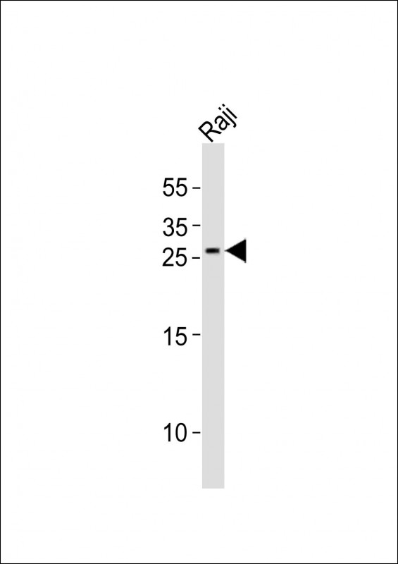 Anti-KITLG Antibody (C-term)at  1:1000 dilution + Raji whole cell lysatesLysates/proteins at 20 �g per lane. SecondaryGoat Anti-Rabbit IgG,  (H+L), Peroxidase conjugated at 1/10000 dilutionPredicted band size : 31 kDaBlocking/Dilution buffer: 5% NFDM/TBST.