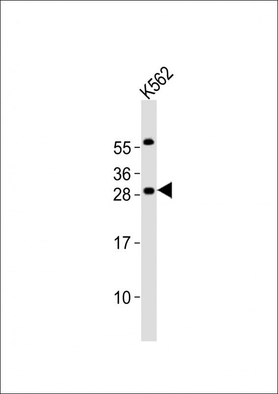 Anti-PCGF1 Antibody (Center)at  1:2000 dilution + K562 whole cell lysatesLysates/proteins at 20 �g per lane. SecondaryGoat Anti-Rabbit IgG,  (H+L), Peroxidase conjugated at 1/10000 dilutionPredicted band size : 30 kDaBlocking/Dilution buffer: 5% NFDM/TBST.