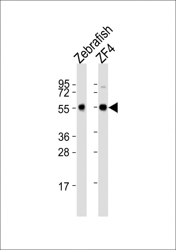All lanes : Anti-becn1 Antibody (C-Term) at 1:2000 dilutionLane 1: Zebrafish lysatesLane 2: ZF4 whole cell lysatesLysates/proteins at 20 �g per lane. SecondaryGoat Anti-Rabbit IgG,  (H+L), Peroxidase conjugated at 1/10000 dilutionPredicted band size : 51 kDaBlocking/Dilution buffer: 5% NFDM/TBST.