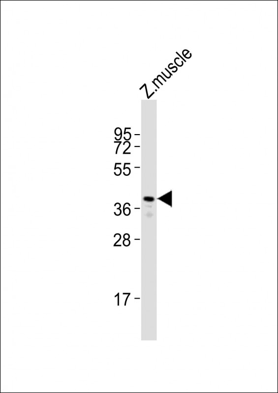 Anti-rho Antibody (N-Term)at  1:2000 dilution + zebrafish muscle whole cell lysatesLysates/proteins at 20 �g per lane. SecondaryGoat Anti-Rabbit IgG,  (H+L), Peroxidase conjugated at 1/10000 dilutionPredicted band size : 40 kDaBlocking/Dilution buffer: 5% NFDM/TBST.