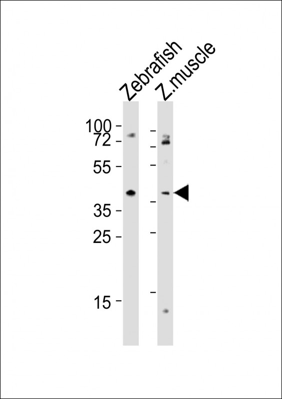 All lanes : Anti-aplnra Antibody (C-Term) at 1:2000 dilutionLane 1: Zebrafish lysatesLane 2: Zebrafish muscle lysatesLysates/proteins at 20 �g per lane. SecondaryGoat Anti-Rabbit IgG,  (H+L), Peroxidase conjugated at 1/10000 dilutionPredicted band size : 41 kDaBlocking/Dilution buffer: 5% NFDM/TBST.
