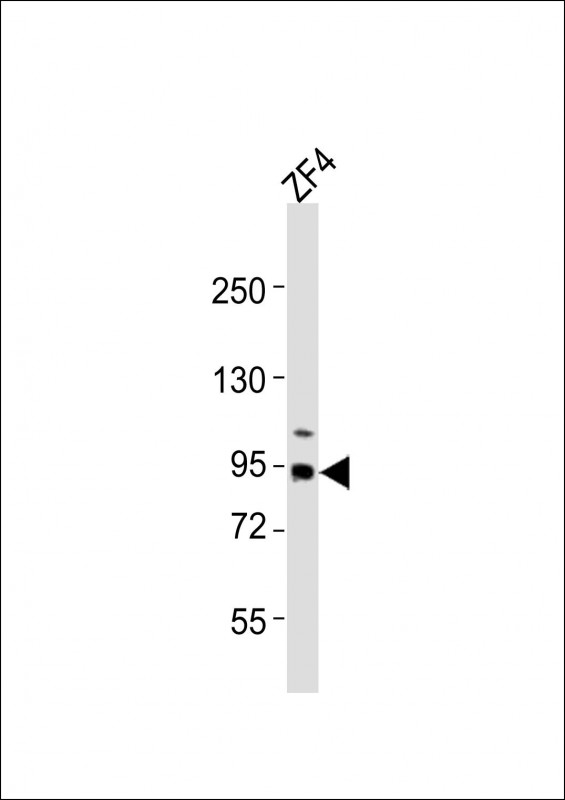 WB - (DANRE) rrm1 Antibody (N-term) Azb19127a