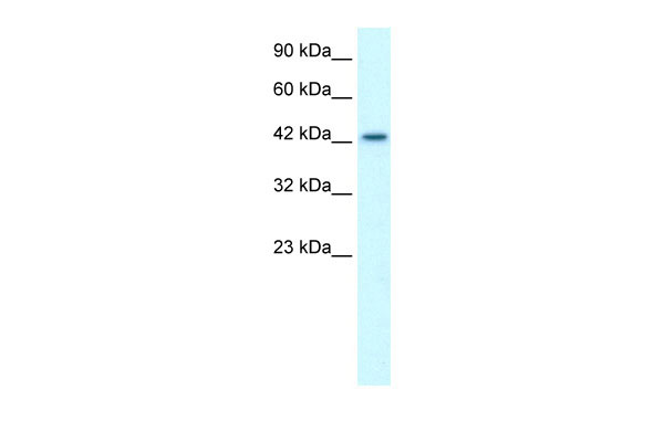 WB - LHX3 antibody - middle region AI10541