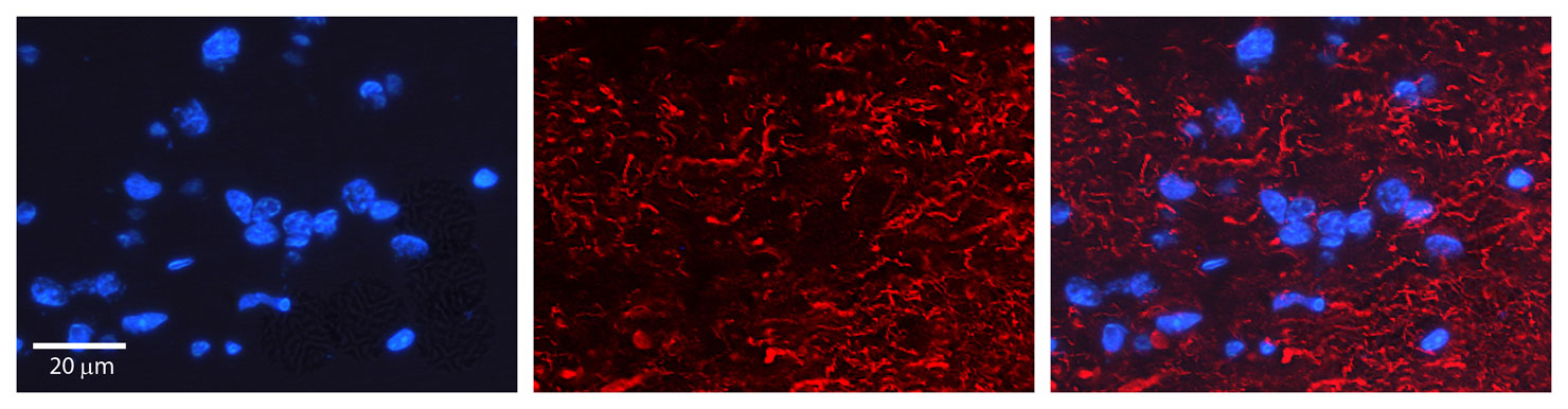 IHC - RGS6 antibody - C-terminal region AI10600