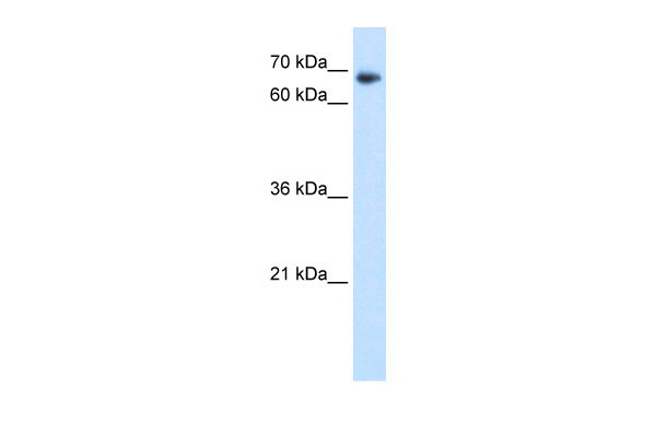 WB - TAF6 antibody - N-terminal region AI10708
