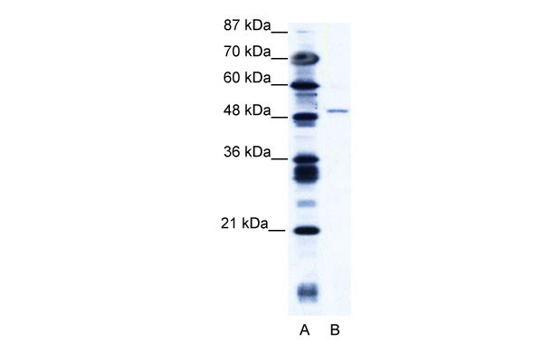 WB - ZNF627 antibody - N-terminal region AI10736
