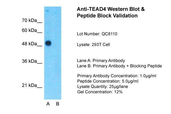 WB - TEAD4 antibody - C-terminal region AI11385
