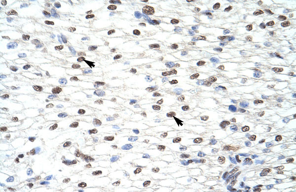 IHC - CUGBP2 antibody - N-terminal region AI11729
