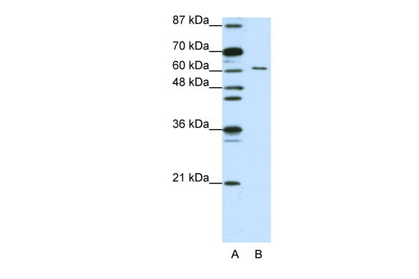 WB - CUGBP2 antibody - N-terminal region AI11729
