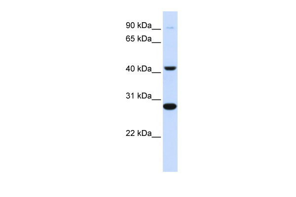 WB - CYB561 antibody - middle region AI11966