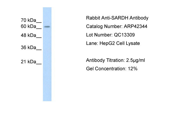 WB - SARDH antibody - middle region AI12004