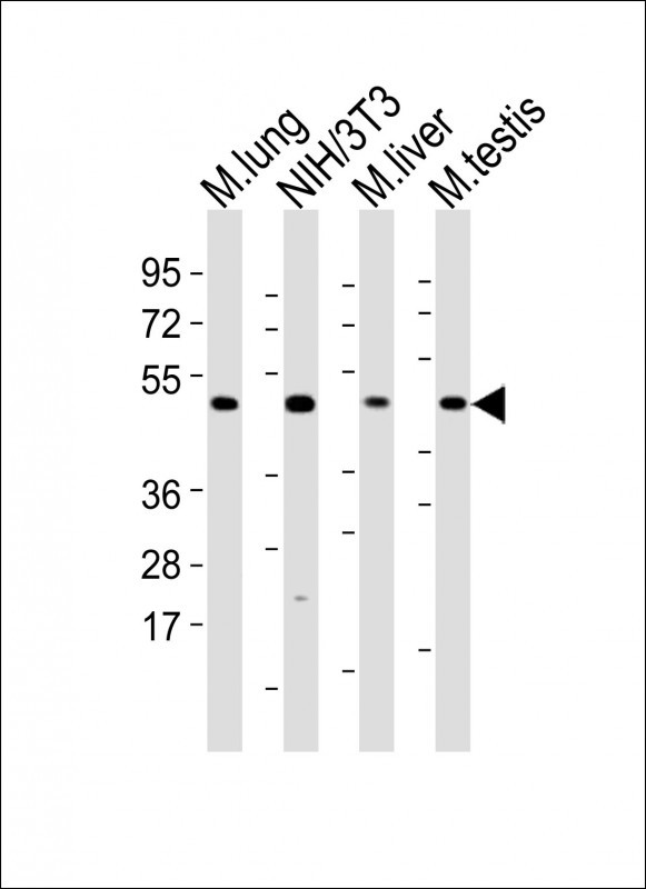 WB - M Mlkl Antibody (C-term) AP14272B