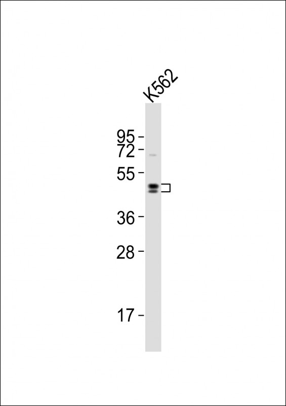 WB - DRD2 Antibody (C-term) AP16740b