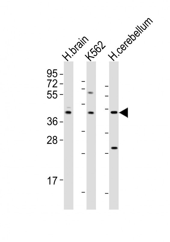 WB - DRD2 Antibody (C-term) AP16740b