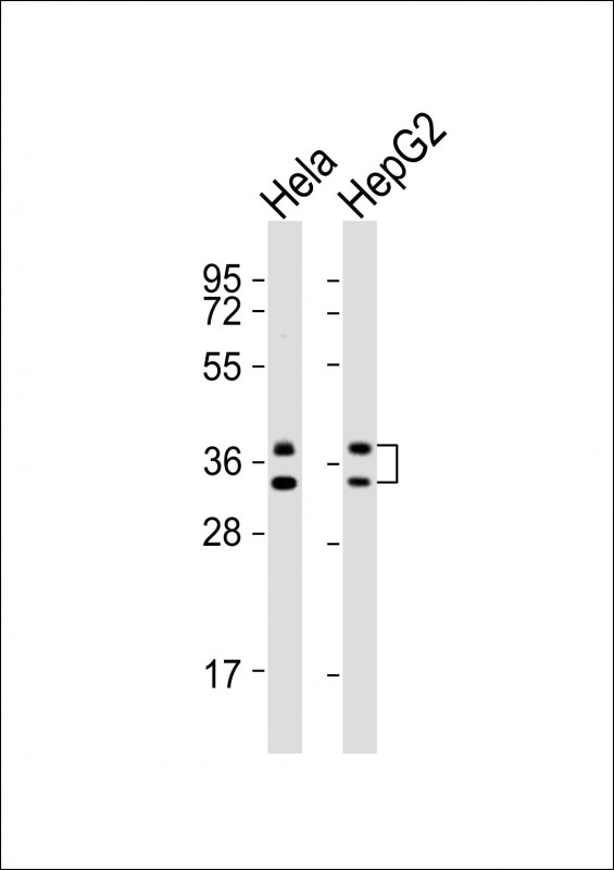 All lanes : Anti-HNRNPA1 Antibody (C-term) at 1:1000 dilutionLane 1: Hela whole cell lysatesLane 2: HepG2 whole cell lysatesLysates/proteins at 20 �g per lane. SecondaryGoat Anti-Rabbit IgG,  (H+L), Peroxidase conjugated at 1/10000 dilutionPredicted band size : 39 kDaBlocking/Dilution buffer: 5% NFDM/TBST.