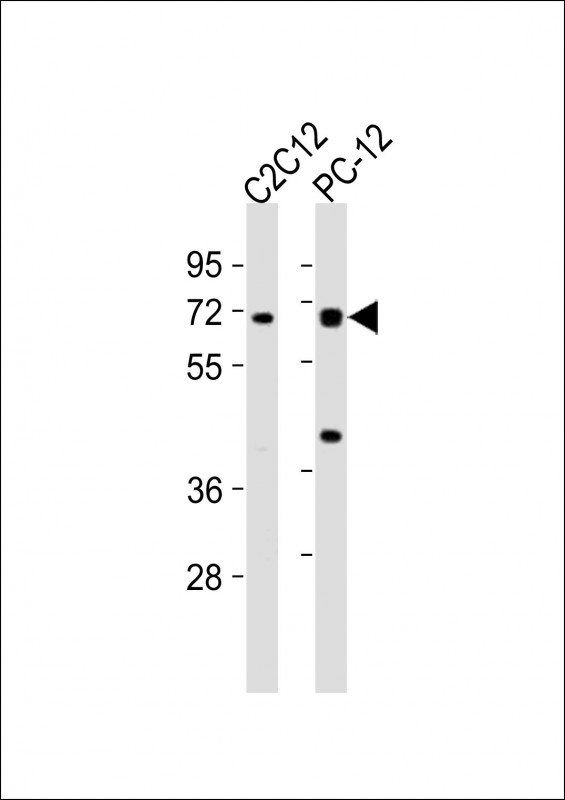 All lanes : Anti-WASL Antibody (N-term) at 1:2000 dilutionLane 1: C2C12 whole cell lysatesLane 2: PC-12 whole cell lysatesLysates/proteins at 20 �g per lane. SecondaryGoat Anti-Rabbit IgG,  (H+L), Peroxidase conjugated at 1/10000 dilutionPredicted band size : 55 kDaBlocking/Dilution buffer: 5% NFDM/TBST.