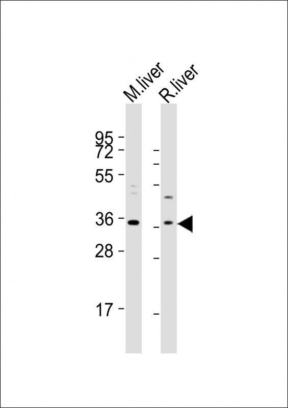 All lanes : Anti-ACOT8 Antibody (C-term) at 1:2000 dilutionLane 1: mouse liver lysatesLane 2: rat liver lysatesLysates/proteins at 20 �g per lane. SecondaryGoat Anti-Rabbit IgG,  (H+L), Peroxidase conjugated at 1/10000 dilutionPredicted band size : 36 kDaBlocking/Dilution buffer: 5% NFDM/TBST.