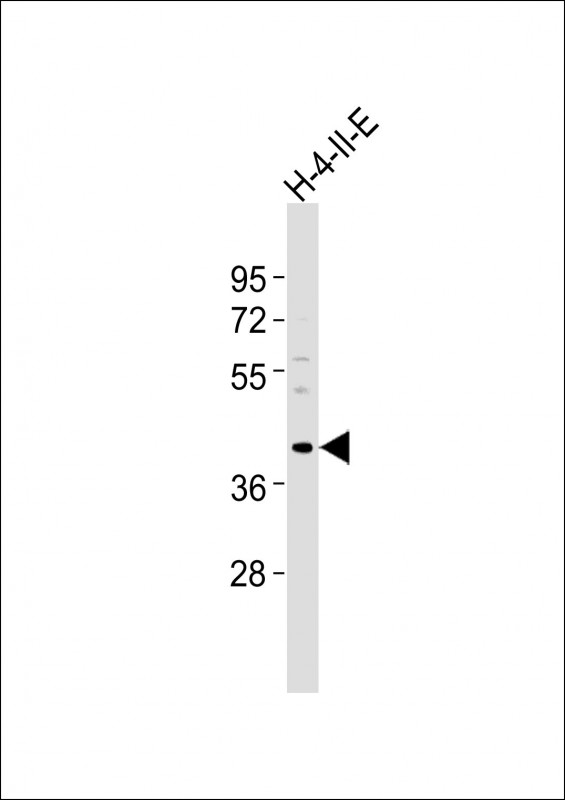 Anti-Bmi1 Antibody (C-term)at  1:2000 dilution + H-4-?-E whole cell lysatesLysates/proteins at 20 �g per lane. SecondaryGoat Anti-Rabbit IgG,  (H+L), Peroxidase conjugated at 1/10000 dilutionPredicted band size : 37 kDaBlocking/Dilution buffer: 5% NFDM/TBST.