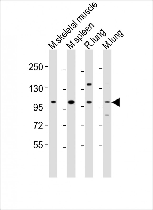 All lanes : Anti-Fgfr4 Antibody (Center) at 1:2000 dilutionLane 1: mouse skeletal muscle lysatesLane 2: mouse spleen lysatesLane 3: rat lung lysatesLane 4: mouse lung lysatesLysates/proteins at 20 �g per lane. SecondaryGoat Anti-Rabbit IgG,  (H+L), Peroxidase conjugated at 1/10000 dilutionPredicted band size : 89 kDaBlocking/Dilution buffer: 5% NFDM/TBST.