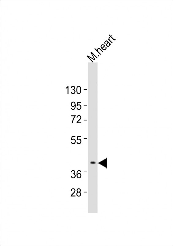 Anti-Bmi1 Antibody (Center)at  1:2000 dilution + mouse heart lysatesLysates/proteins at 20 �g per lane. SecondaryGoat Anti-Rabbit IgG,  (H+L), Peroxidase conjugated at 1/10000 dilutionPredicted band size : 37 kDaBlocking/Dilution buffer: 5% NFDM/TBST.