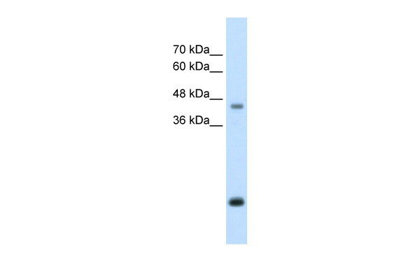 WB - ASPN antibody - middle region AI12107