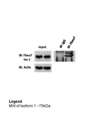 WB - FBXO7 antibody - middle region AI12223