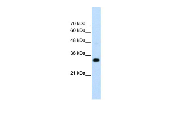 WB - RNF121 antibody - N-terminal region AI12246