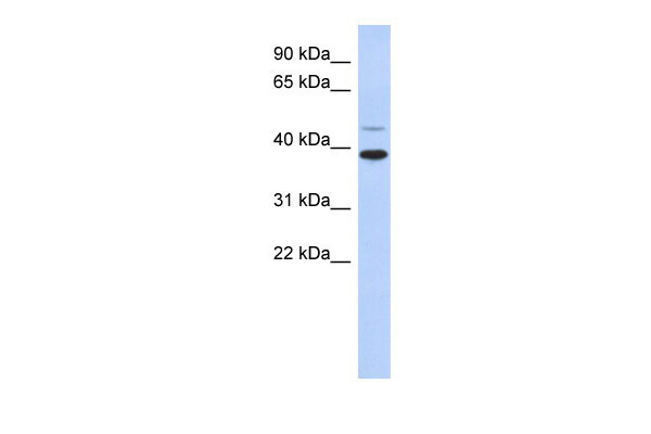 WB - RNF121 antibody - middle region AI12285