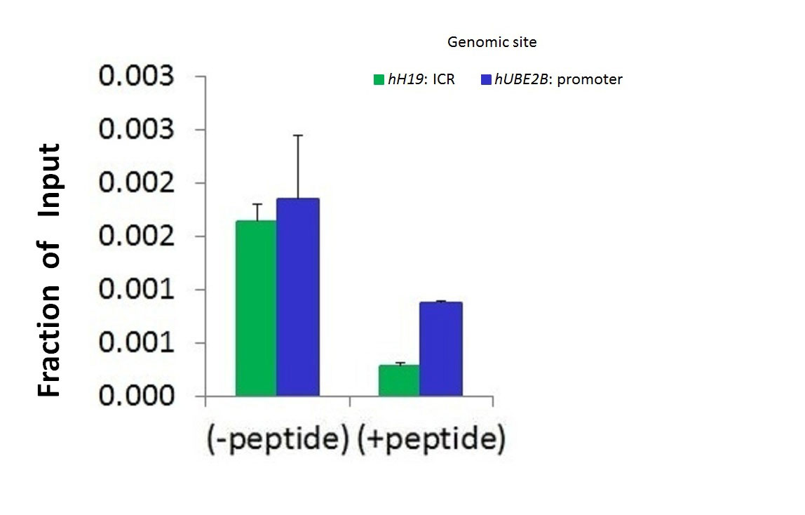 CHIP - Hdac4 Antibody - C-terminal region AI12303
