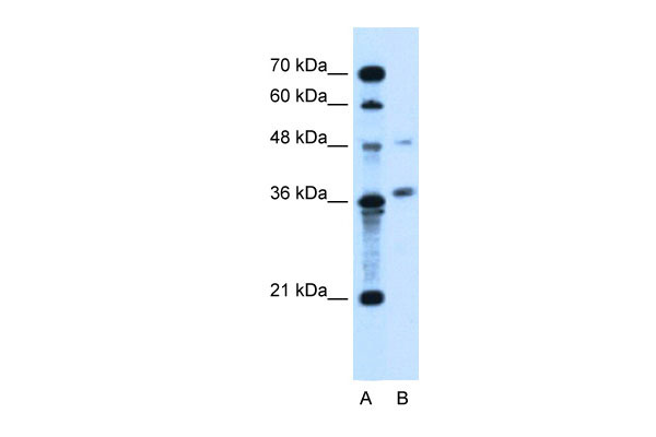 WB - ARMCX6 antibody - N-terminal region AI12452