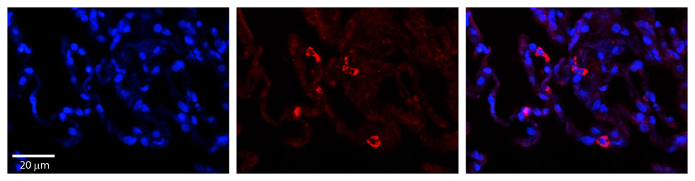 IHC - PARL antibody - N-terminal region AI12508