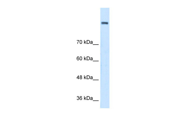 WB - AOC2 antibody - middle region AI12540