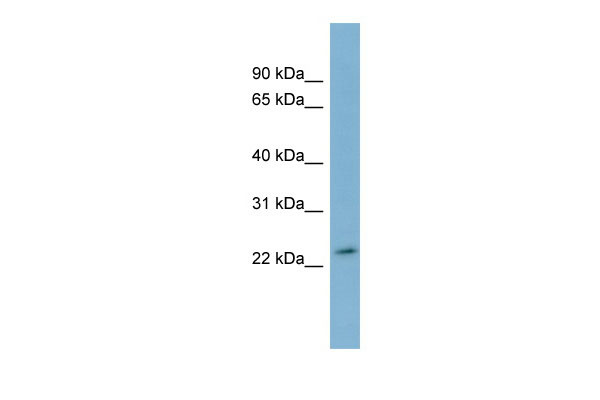 WB - DUXA antibody - middle region AI12802
