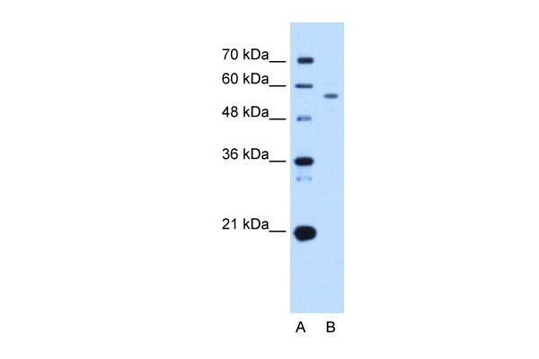 WB - UBXD2 antibody - middle region AI12820