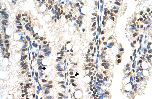 IHC - RUNDC2A antibody - N-terminal region AI12830