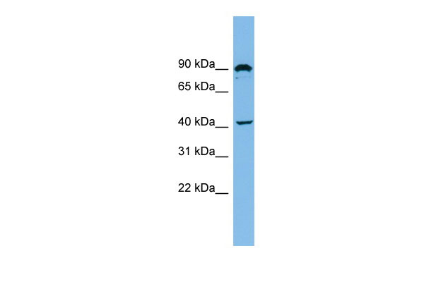 WB - ZMYND12 antibody - N-terminal region AI13207