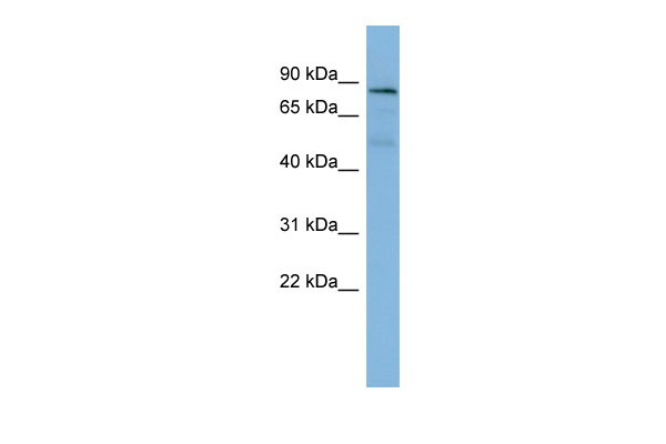 WB - PTPN12 antibody - middle region AI13951