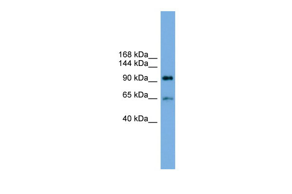 WB - EXOC6 antibody - middle region AI14098